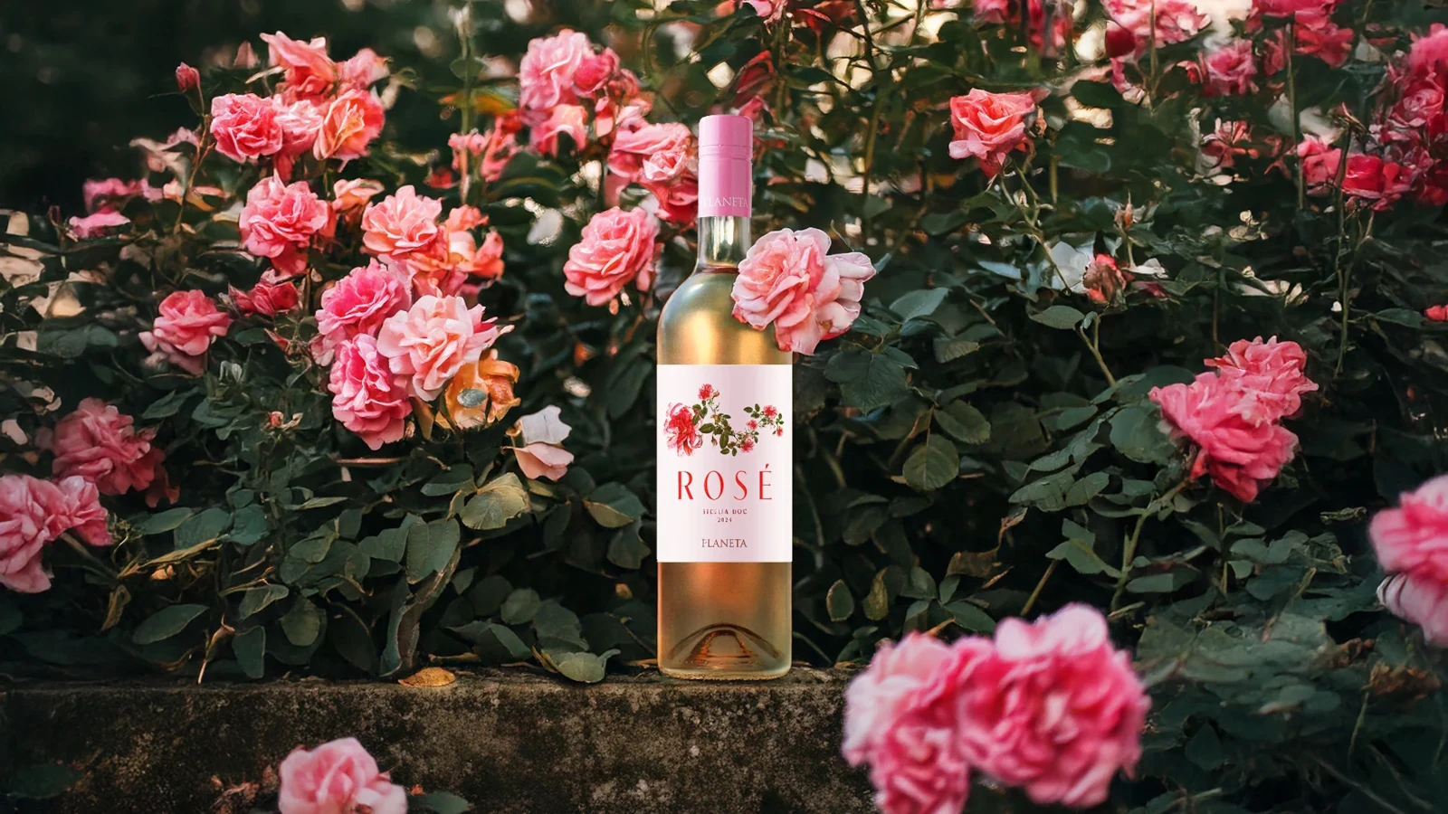 Planeta 2024 Rose