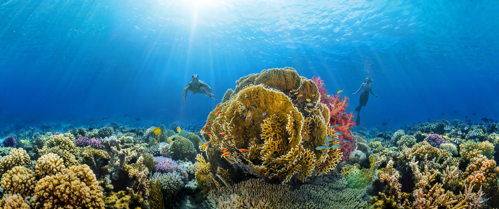 Saudi Arabia Red Sea
