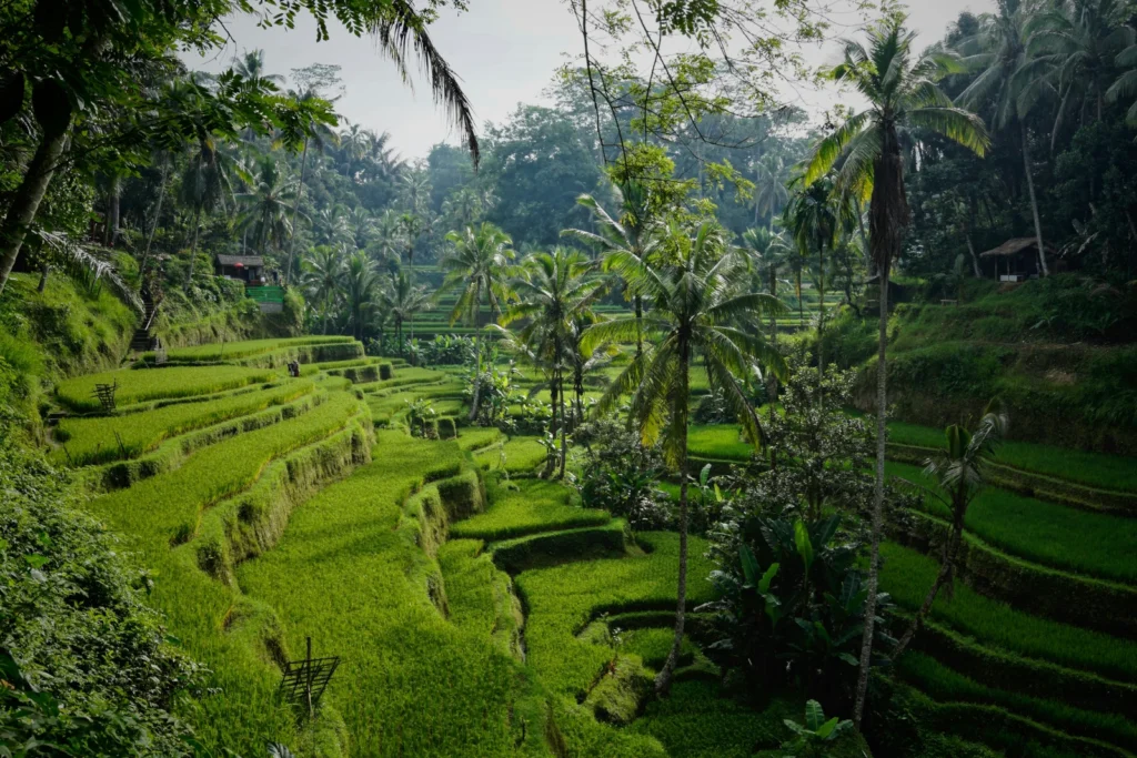 The Rise of the Flexiscape: 7 Asian Destinations That Offer It All 7 Rice terraces Bali