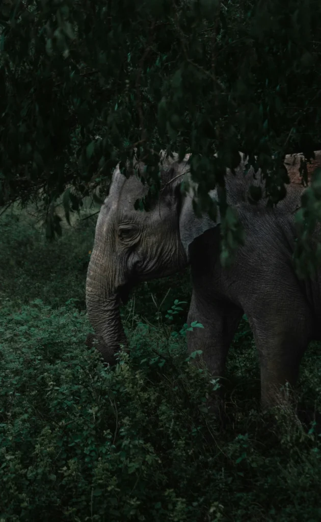 The Rise of the Flexiscape: 7 Asian Destinations That Offer It All 12 Yala National park