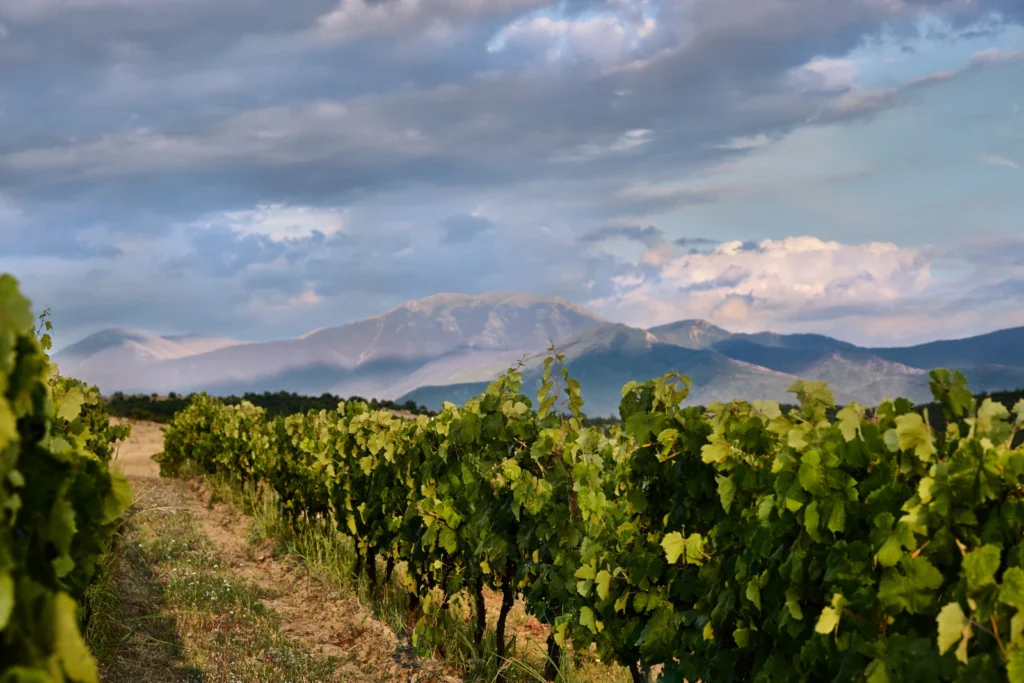 Aya Estate Vineyards 