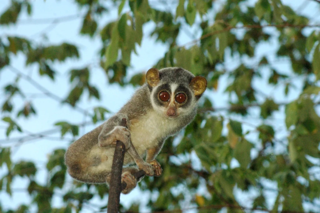 Looking for a Unique Vacation Experience? These 5 Luxury Hotels Are Listening. 2 Loris Trail at Jetwing Vil Uyana Sri Lanka