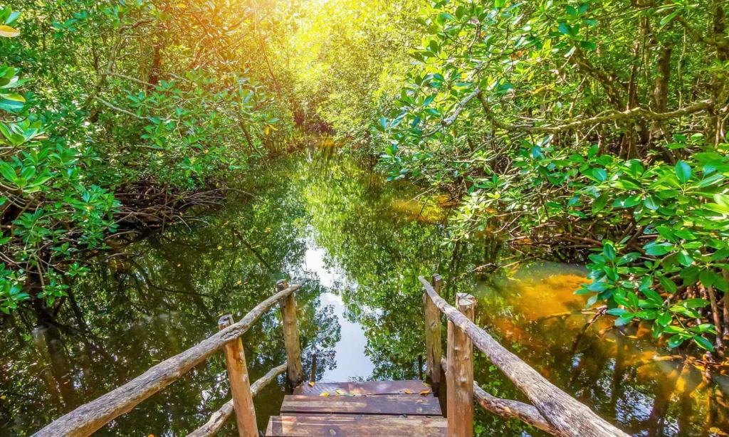 Between Trees & Tides, Discovering the Wild Heart of Zanzibar 2 Zanzibar Jozani Forest Mangroves Tanzania Tourism
