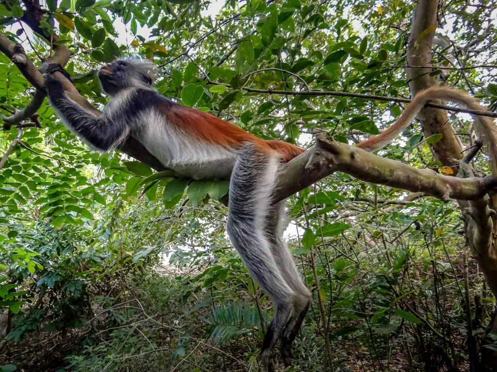 Between Trees & Tides, Discovering the Wild Heart of Zanzibar 3 Red Colobus monkey zanzibar