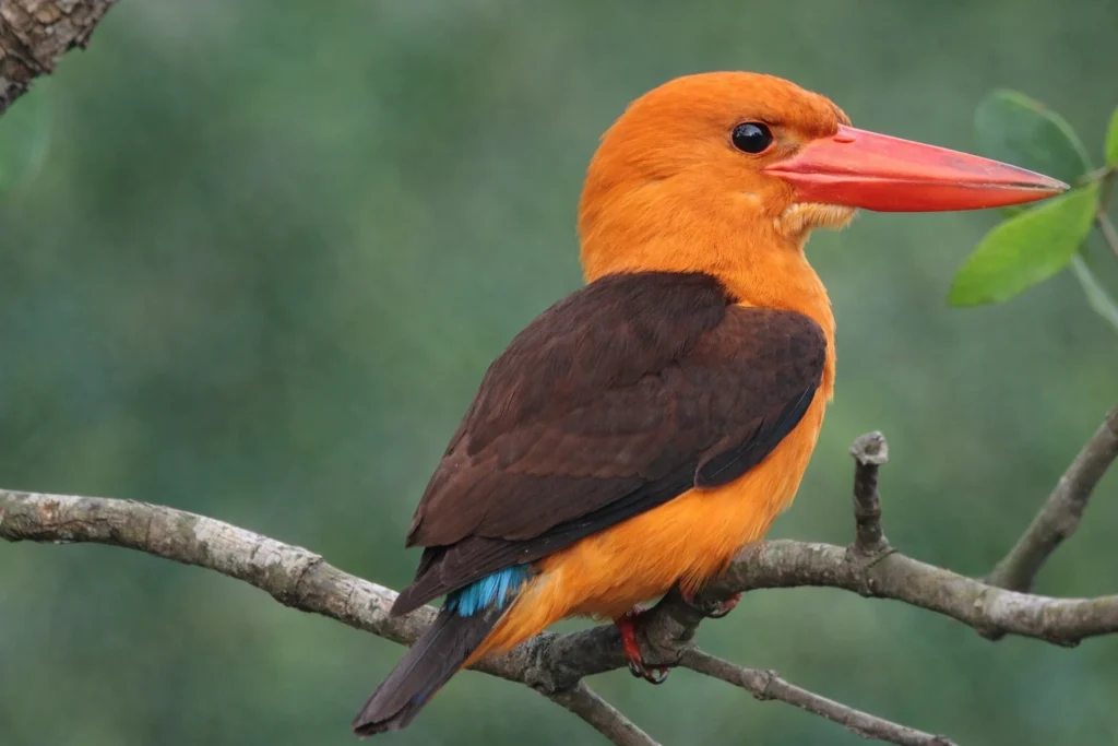 Bhitarkanika National Park Odisha