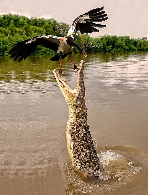 Bhitarkanika National Park Odisha