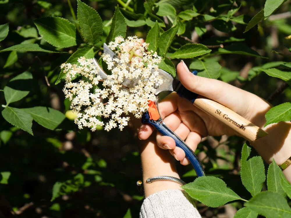 Elderflowers at their peak