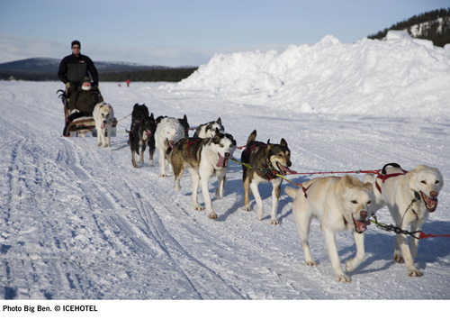 dogsled Big Ben