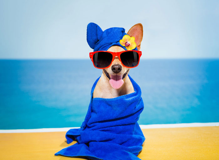 The Luxury Pet Spa Experience: What is it? 1 Luxury pet spa - chihuahua