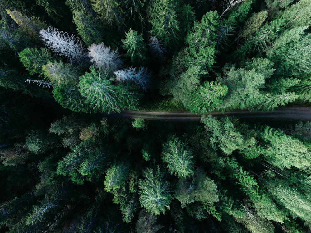 Top Countries for Sustainable Tourism: A Shift to Value Driven Travel Tourism Model 1 Sweden remote forest path
